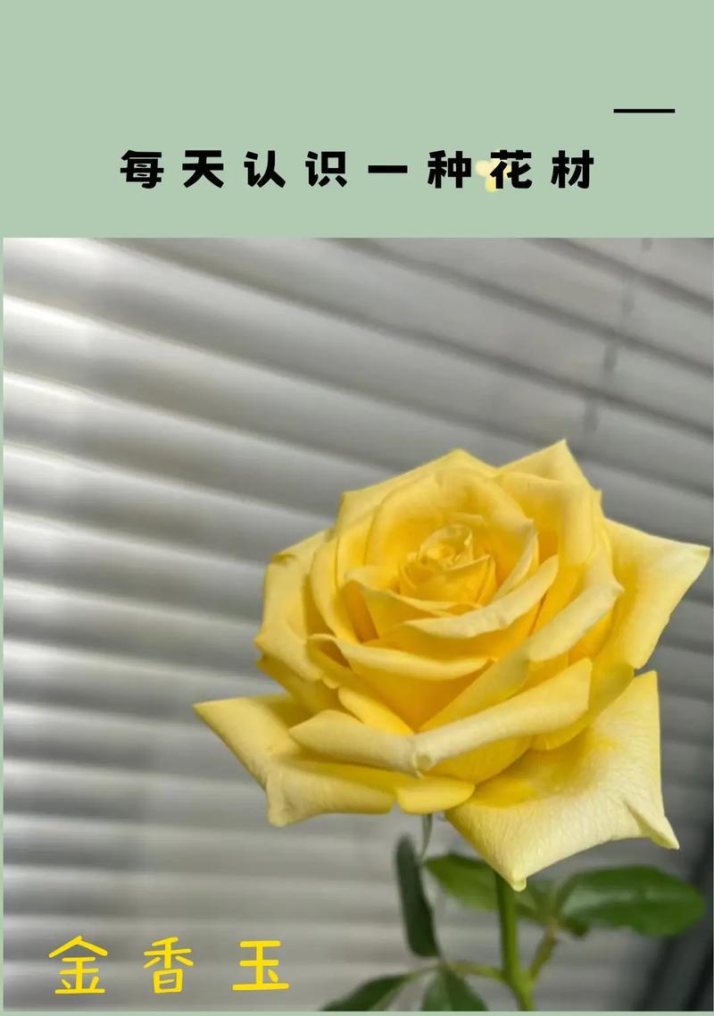 金玫瑰花寓意是什么？金玫瑰花代表什么？