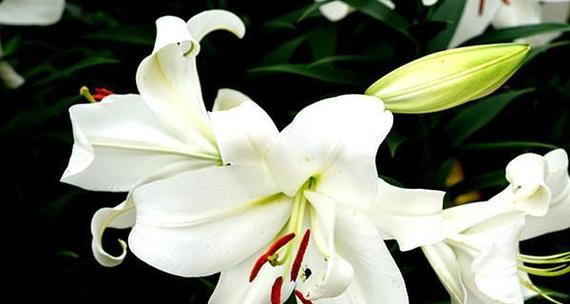 百合花的花语是什么意思？百合花代表什么？