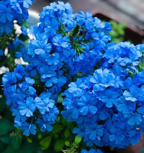 玫瑰雪花的花语有哪些？它象征着什么？