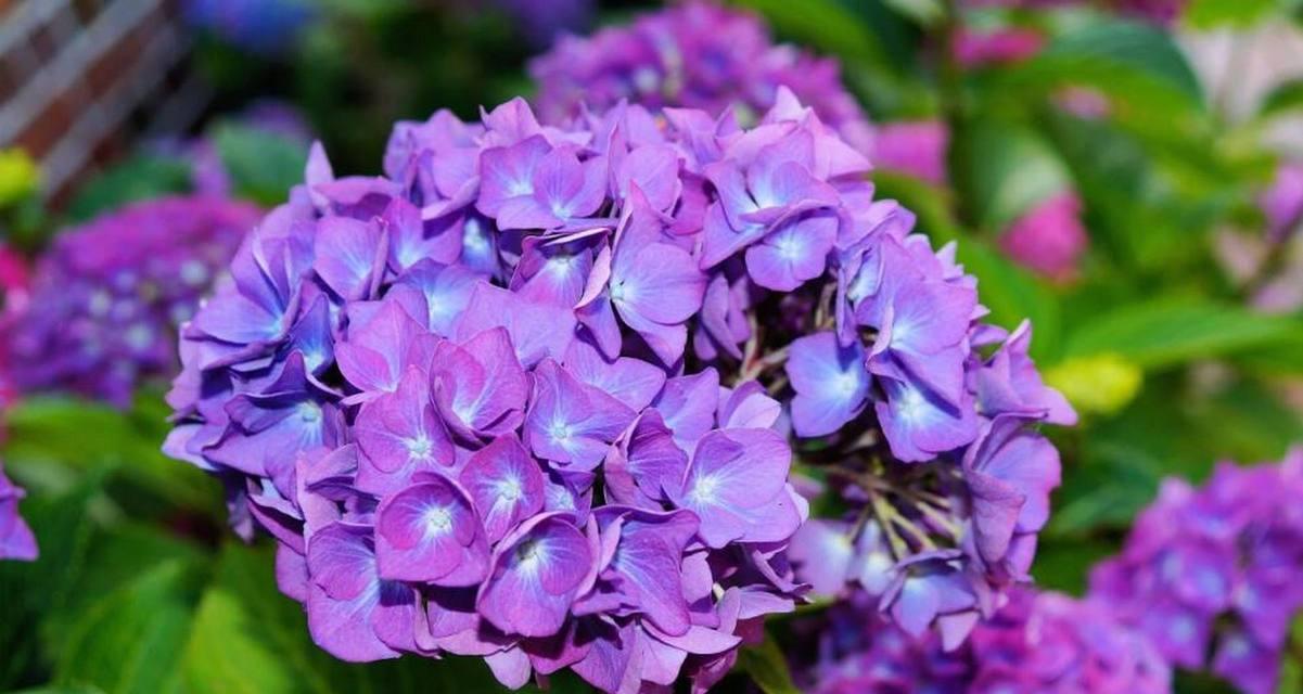 “我想保护你”花语是什么？哪种花代表保护？