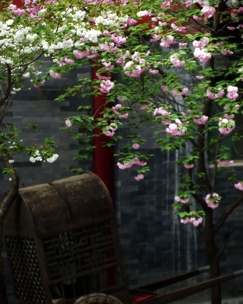 荼蘼花语的意思是什么解释？荼蘼花的花语是什么？