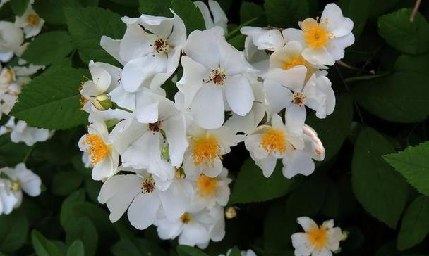 荼蘼花语的意思是什么解释？荼蘼花的花语是什么？