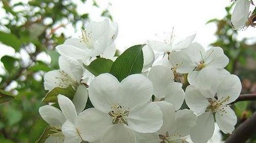 荼蘼花语的意思是什么解释？荼蘼花的花语是什么？