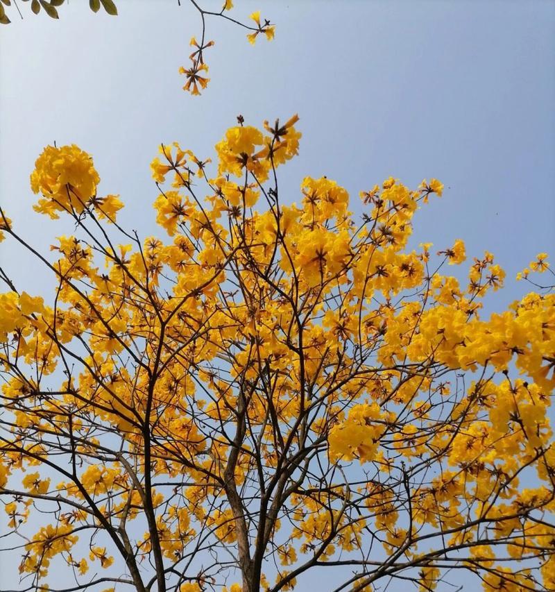风铃花的花语寓意是什么？风铃花语中隐藏了哪些情感？