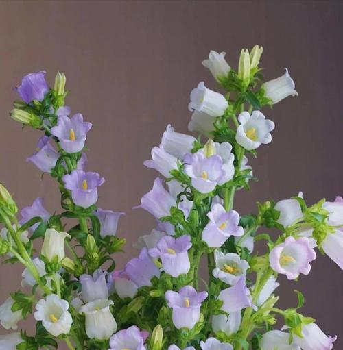风铃花的花语寓意是什么？风铃花语中隐藏了哪些情感？