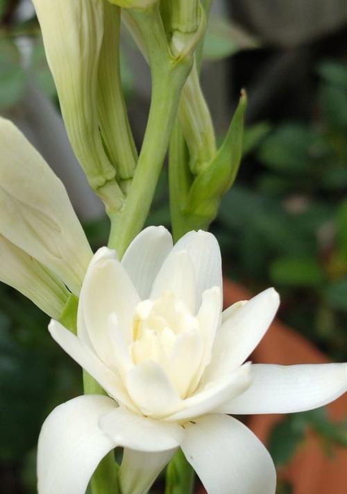 翠莲花的花语代表什么？适合哪种场合使用？