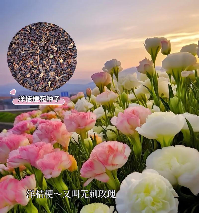 洋桔梗花的双层花语是什么？它为何有两层含义？