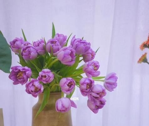 18朵紫色花代表的花语是什么？