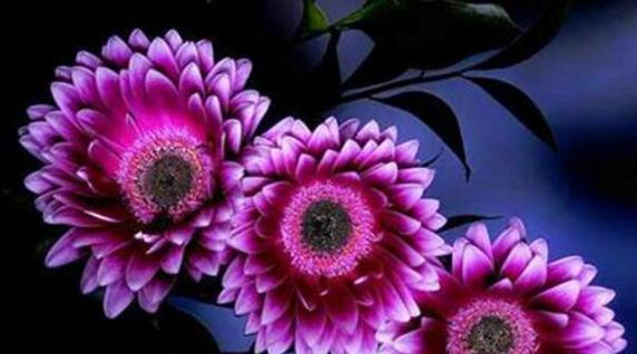 18朵紫色花代表的花语是什么？