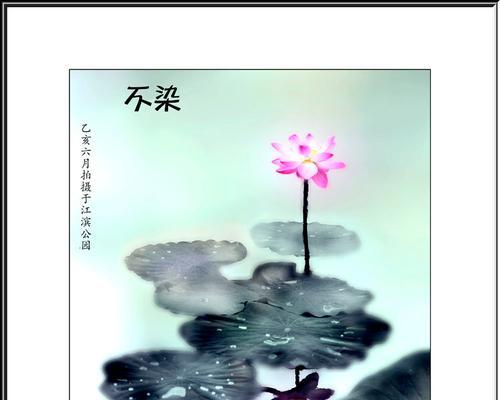 碧叶荷花的花语和寓意有何特别之处？