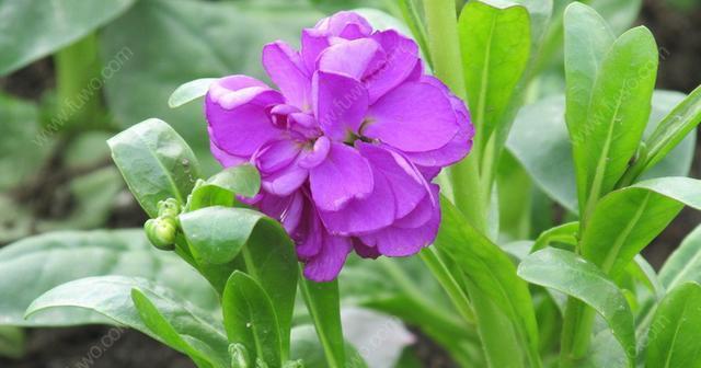 玉芝香的花语有哪些含义？它象征着什么？
