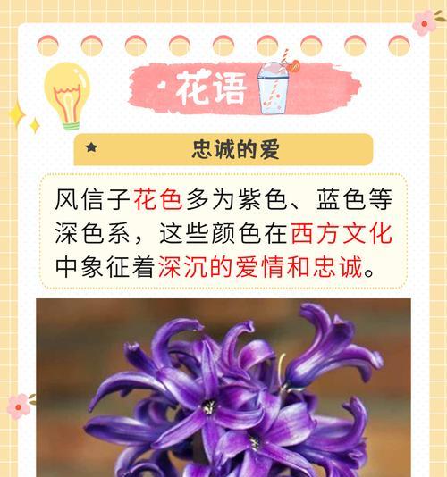 公主绿植的花语和寓意有何不同？