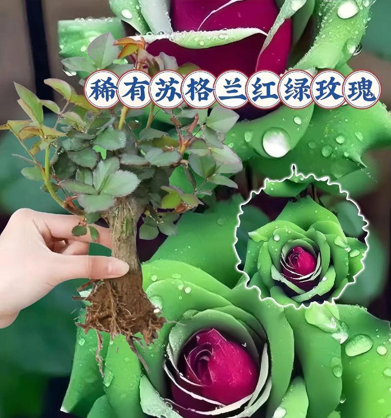 公主绿植的花语和寓意有何不同？