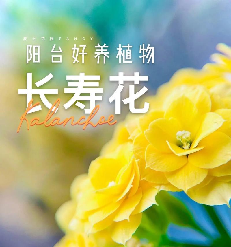 公主绿植的花语和寓意有何不同？