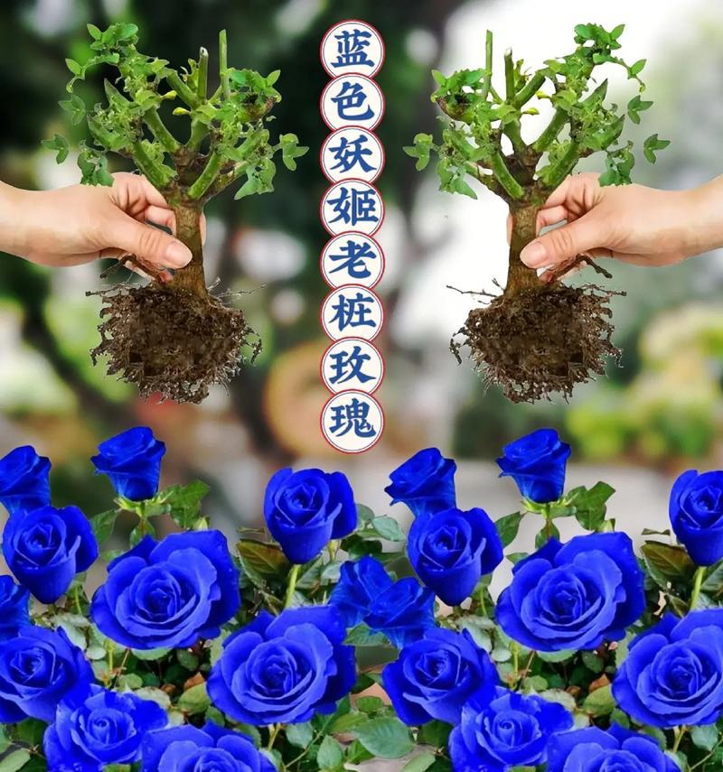 蓝色妖姬代表什么花语？蓝色妖姬的含义是什么？