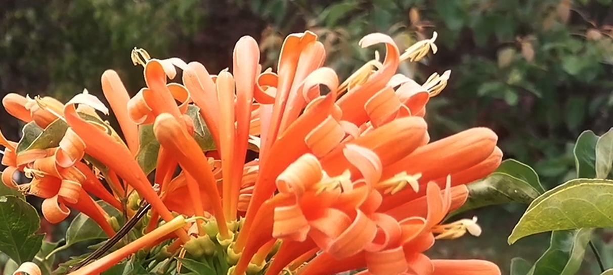 烟花爆竹的花语有何特殊含义？