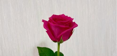 玫瑰花包装一枝花什么意思？单枝玫瑰的花语是什么？