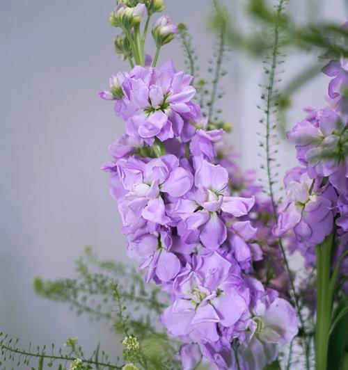 玫瑰花小发圈紫色代表什么？紫色玫瑰花的花语是什么？