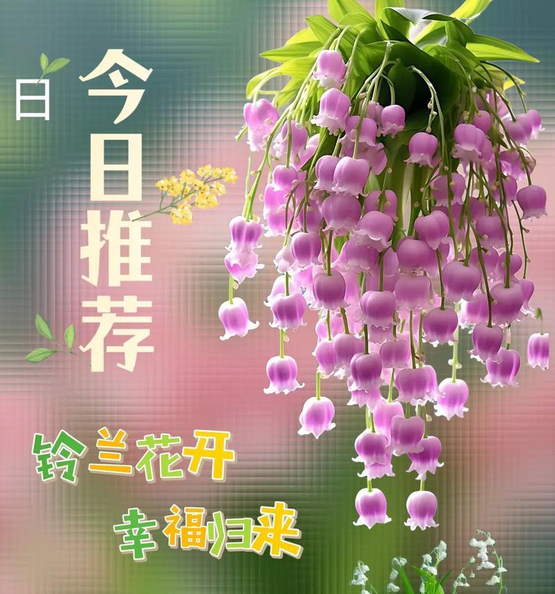 平安花语的花卉有哪些？它们象征着什么？