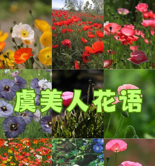平安花语的花卉有哪些？它们象征着什么？