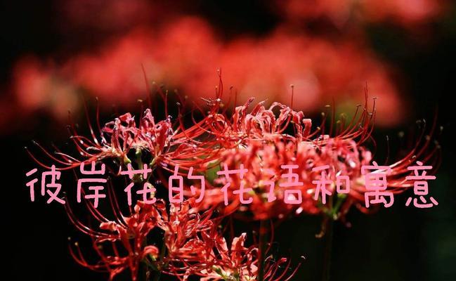 哪种花的花语表达了绝望的情感？