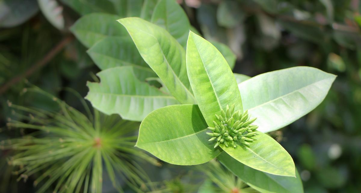 “懒懒的高贵”花语有何含义？它代表了怎样的生活态度？