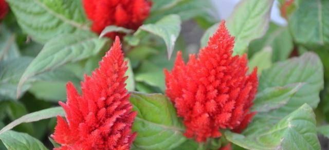 “懒懒的高贵”花语有何含义？它代表了怎样的生活态度？