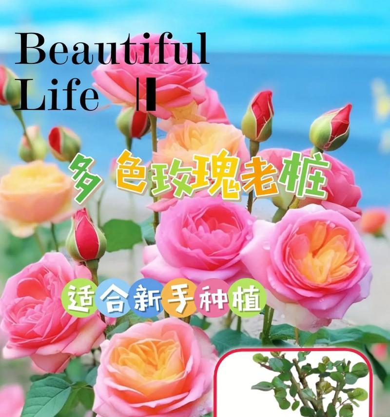七朵假玫瑰花代表了什么？它们有什么特别的含义？