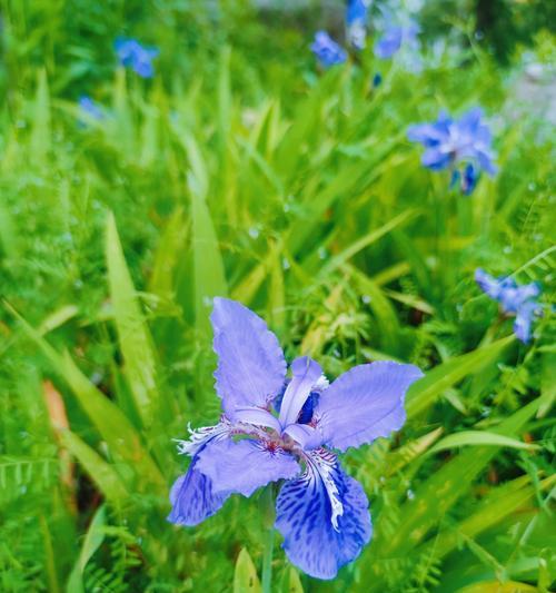 鸢尾花象征重生吗？它的花语有何深意？
