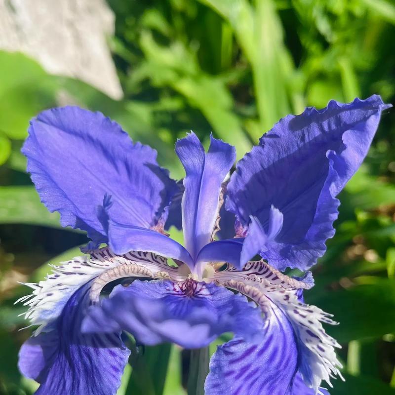鸢尾花象征重生吗？它的花语有何深意？