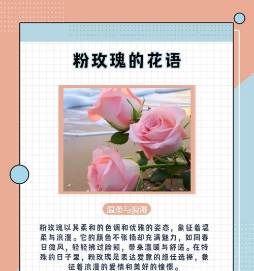 玫瑰想念的花语表达什么情感？