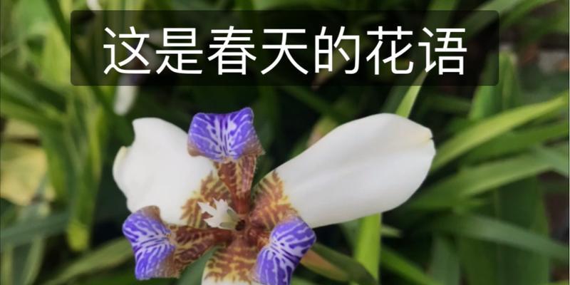 哪种花的花语代表无望？无望的花语是什么？