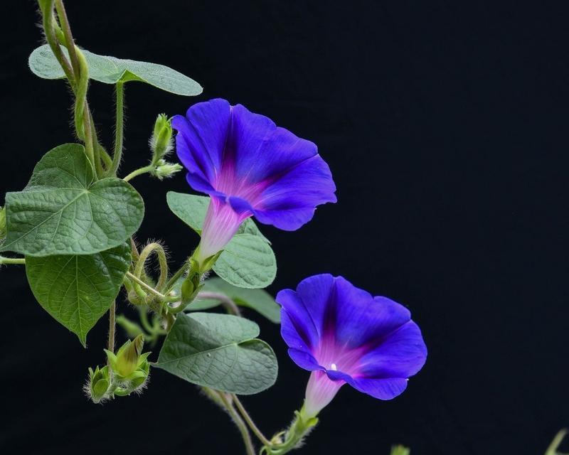 牵牛花的花语是什么？