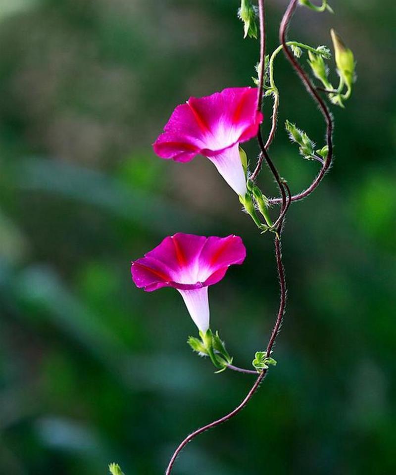 牵牛花的花语是什么？