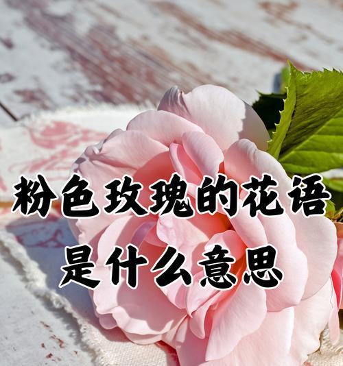 玫瑰花语中表达喜欢的有哪些？