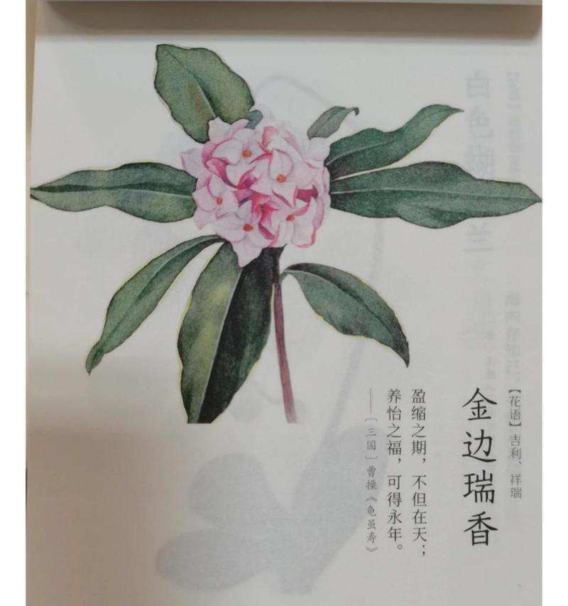 守护花瑞香的花语是什么？它象征着什么？