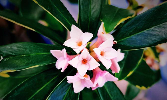 守护花瑞香的花语是什么？它象征着什么？