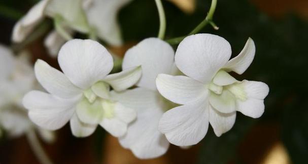 守护花瑞香的花语是什么？它象征着什么？