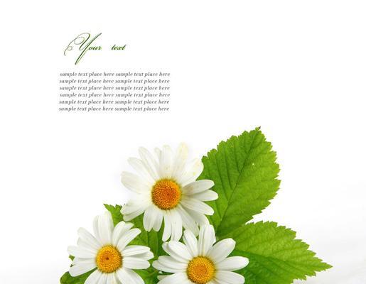 雏菊的花语代表了什么？