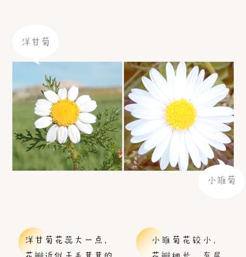 雏菊的花语代表了什么？