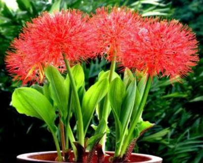 折木花的花语是什么意思？这种花语有何独特之处？