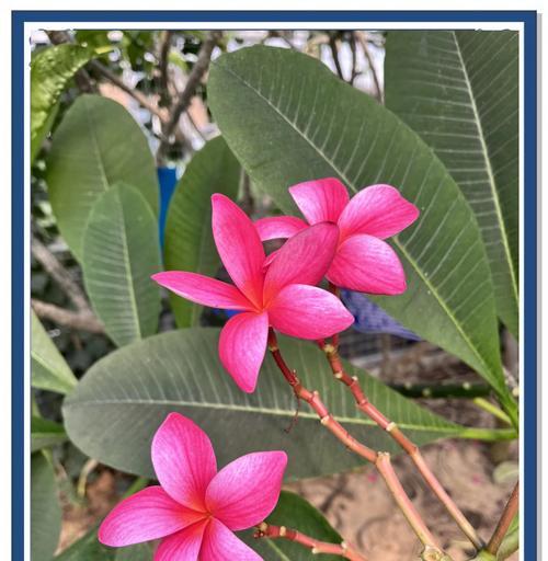 哪种花代表了对爱情的期待？