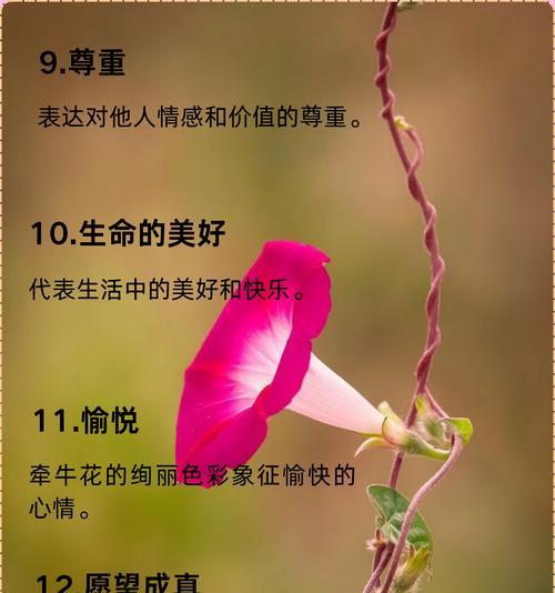 哪种花代表了对爱情的期待？