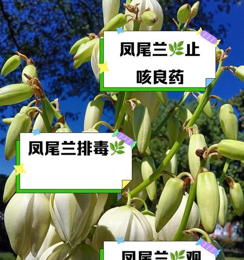 枫叶兰的花语有何特别之处？