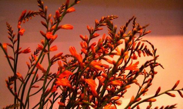 枫叶兰的花语有何特别之处？