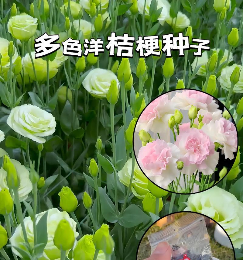 花语中代表奉献生命的花有哪些？它们各自的名字是什么？