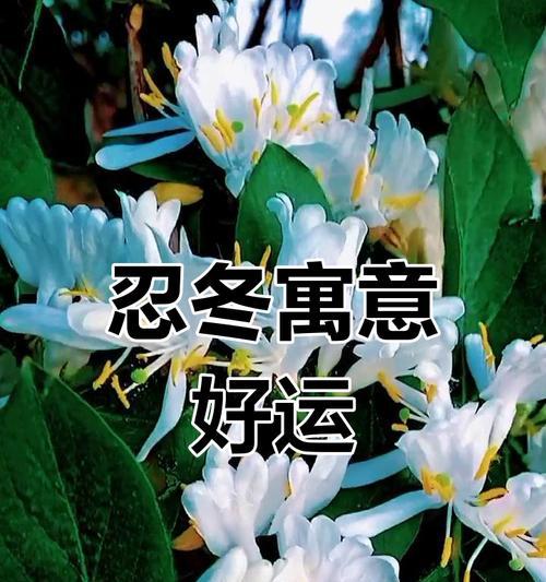 花语中代表奉献生命的花有哪些？它们各自的名字是什么？