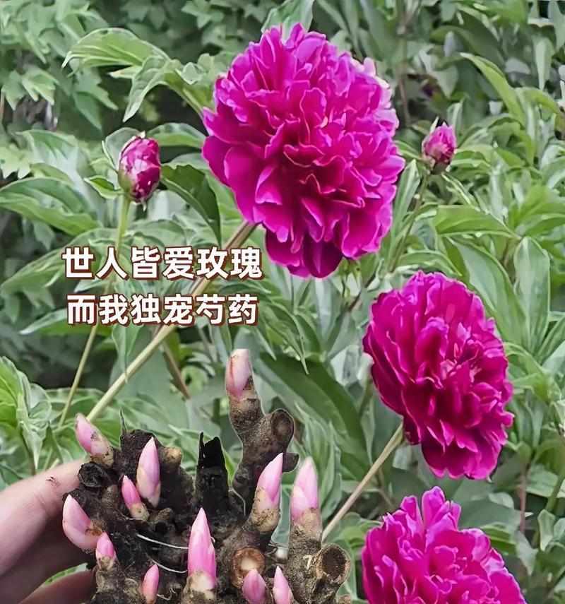 芍药花语花语是什么意思？芍药代表什么情感？