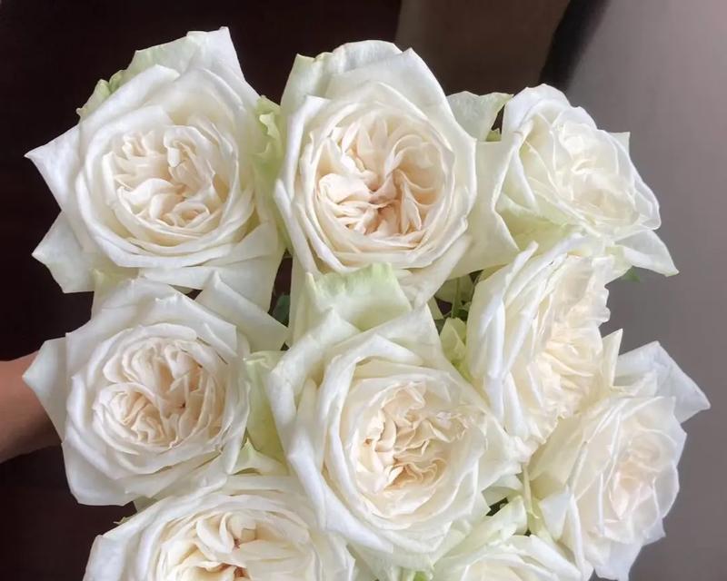 荔枝玫瑰的花语是什么？荔枝玫瑰代表了什么意义？