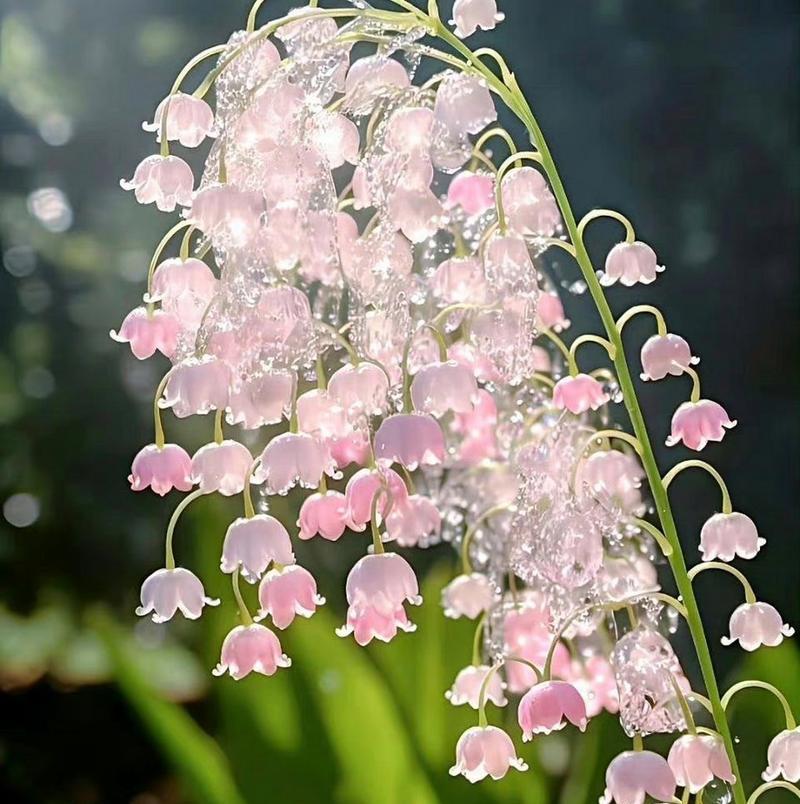 露珠下的草莓花语是什么？这种花语背后有什么特别的含义？